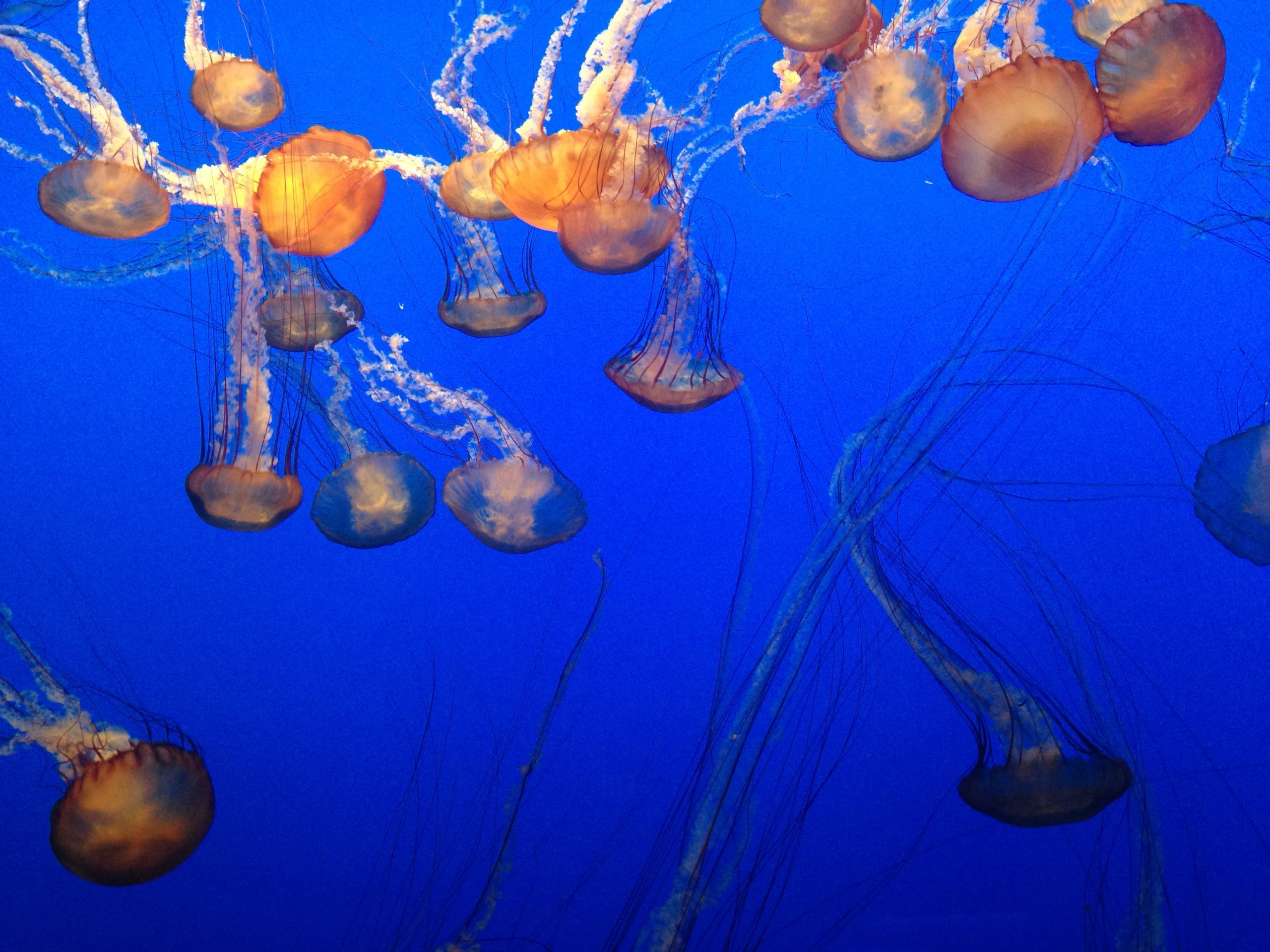 A Visit to the Monterey Bay Aquarium