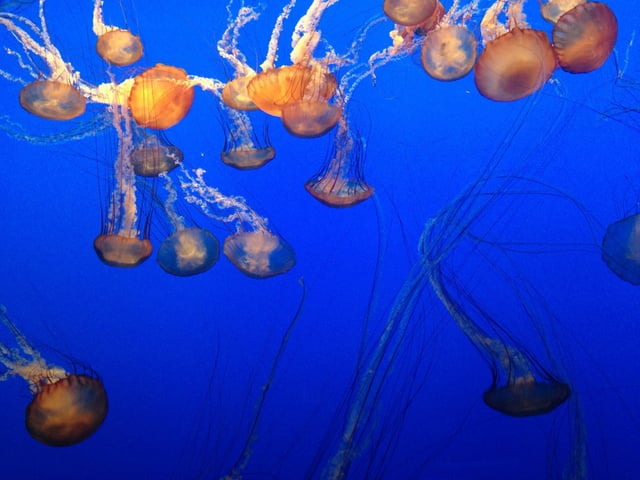KaylaBernadino_Jellyfish