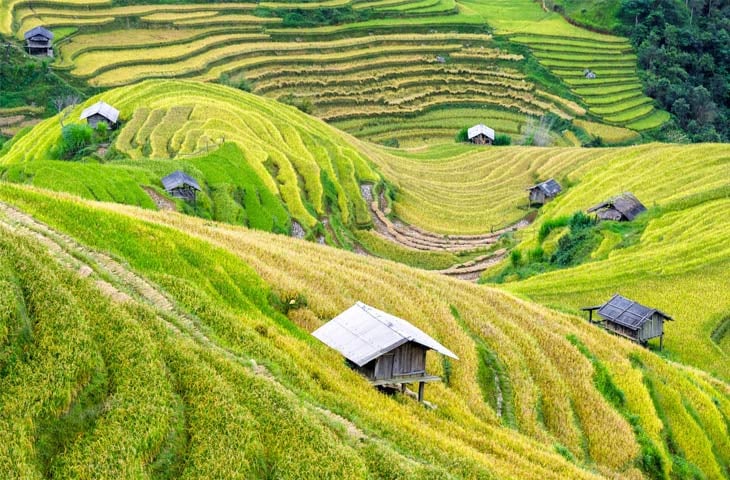 Vietnam fields