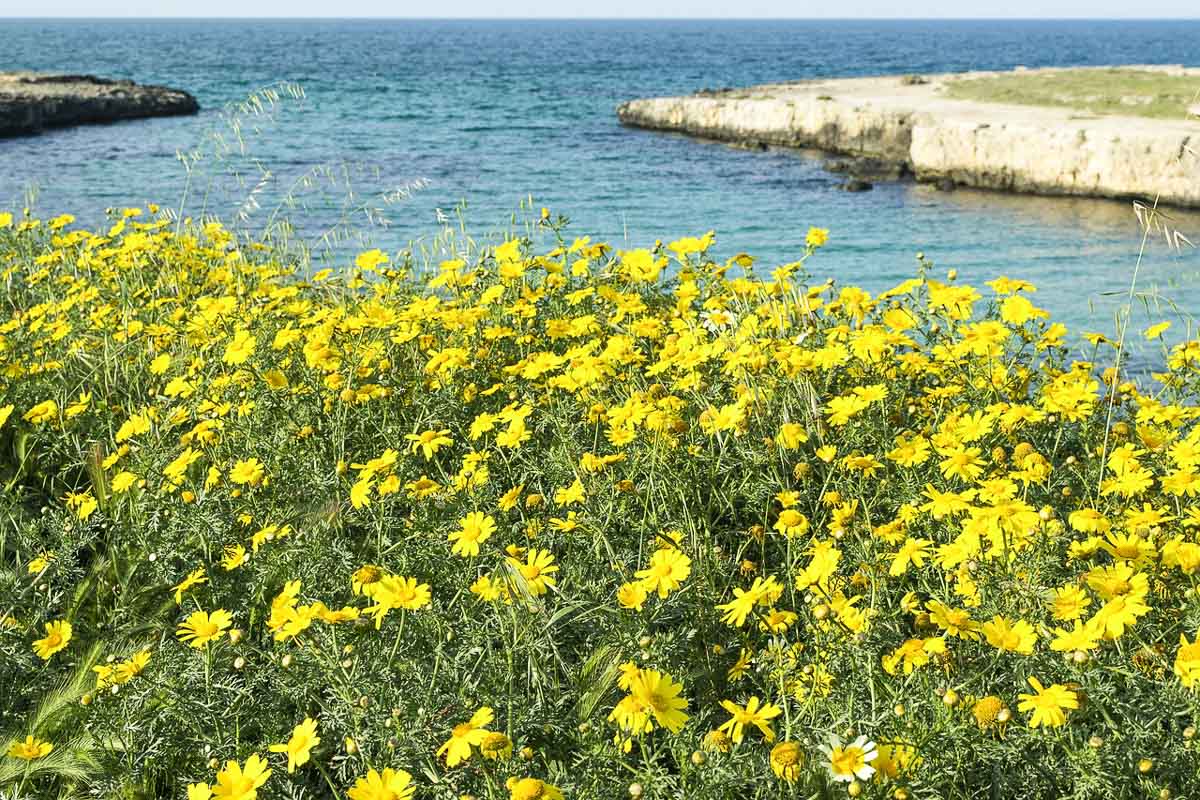 Wildflowers Puglia