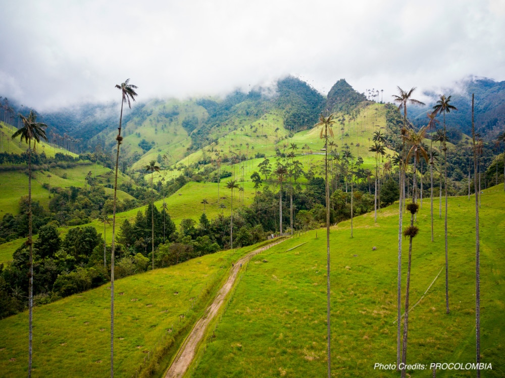 Coffee region colombia -1