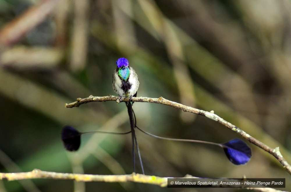 Marvellous Spatuletail _ Heinz Plenge Pardo (1)