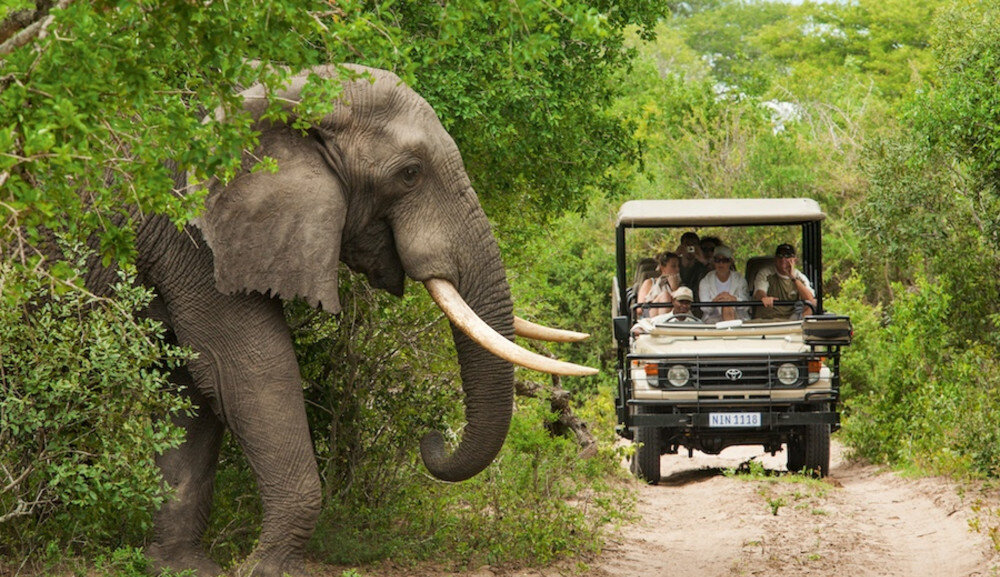 south-africa-safari